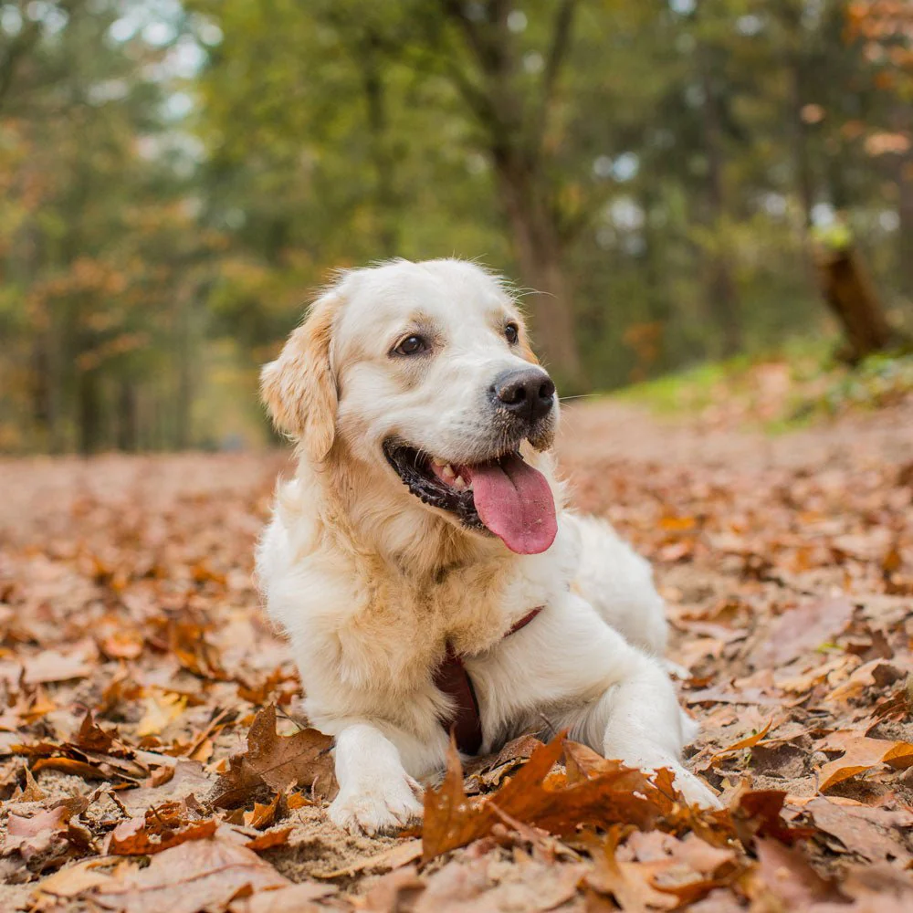 What Training Helps A Golden Retriever Truly Thrive Now?
