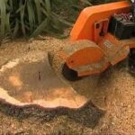 How Stump Removal Can Improve Your Landscape and Safety