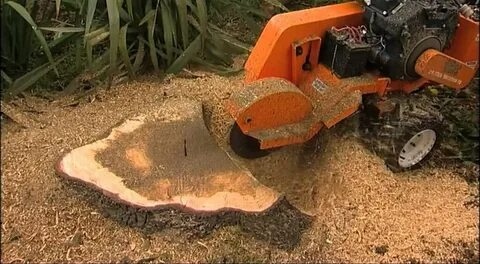 How Stump Removal Can Improve Your Landscape and Safety