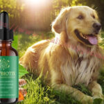 Pawbiotix: A Comprehensive Guide to Enhancing Your Pet’s Gut Health