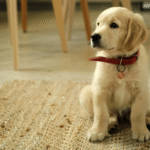 How Can Golden Retriever Puppies Stay Healthy And Active?