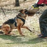How Do Dog Trainer Services Help Prevent Behavioral Problems?