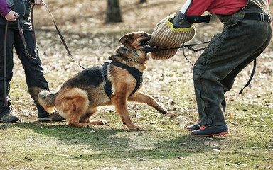 How Do Dog Trainer Services Help Prevent Behavioral Problems?