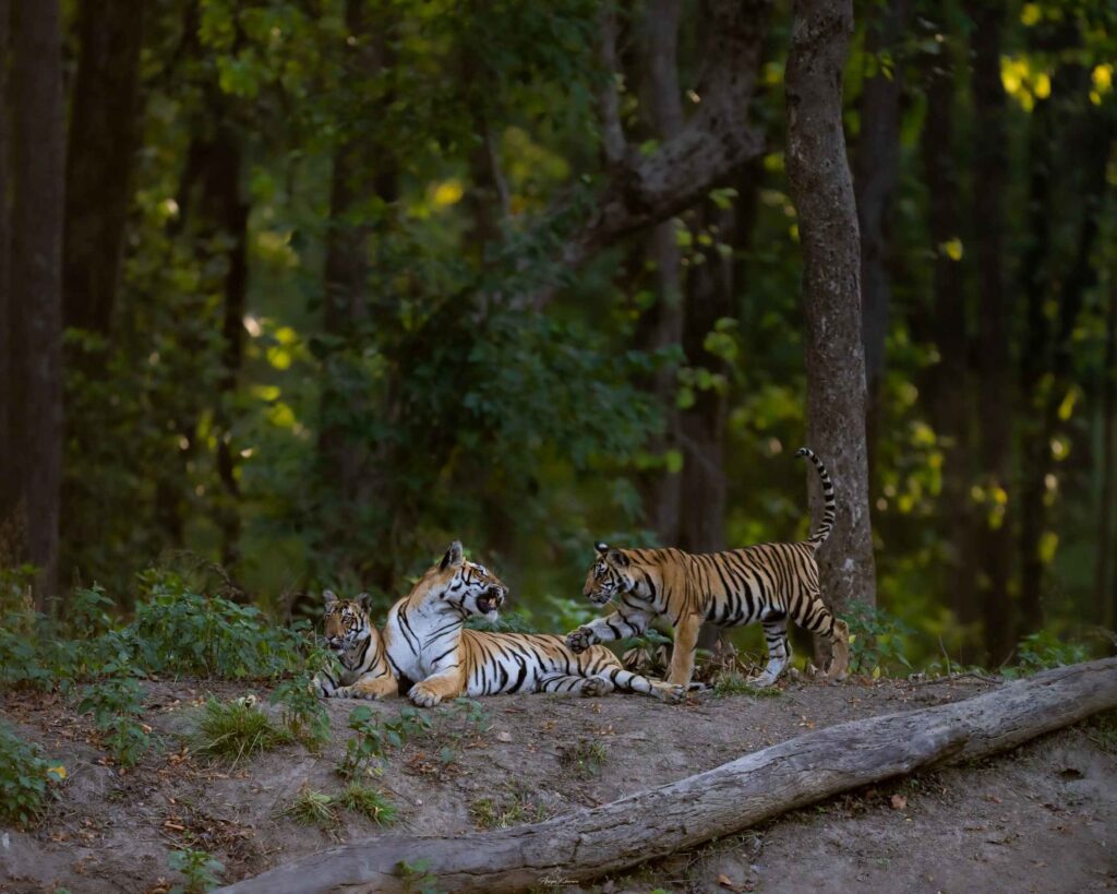 Best Safari Routes & Tiger Sightings in Kanha National Park