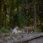 Best Safari Routes & Tiger Sightings in Kanha National Park