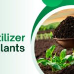How NPK Fertilizer for Plants Enhances Root and Shoot Development