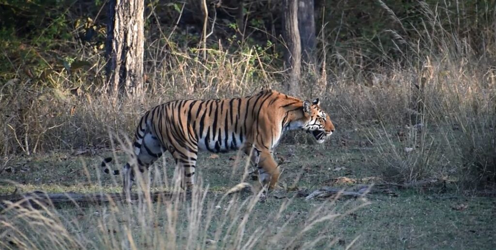 Best Time to Book a Luxury Stay in Pench National Park for Tiger Sightings