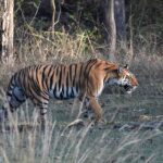 Best Time to Book a Luxury Stay in Pench National Park for Tiger Sightings