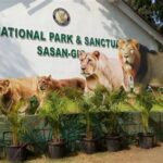 Gir National Park Tour Packages – A Complete Travel Guide