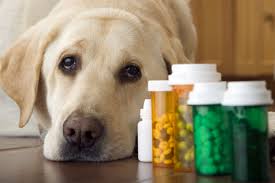 Antibiotic Tablet for Dog Wounds: A Complete Guide for Pet Owners