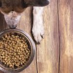 Why More Pet Owners Prefer to Buy Grain Free Dog Food