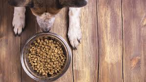Why More Pet Owners Prefer to Buy Grain Free Dog Food