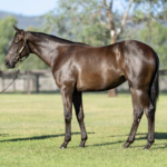 Why Do Animals Respond Calmly To A Trusted Psychic?