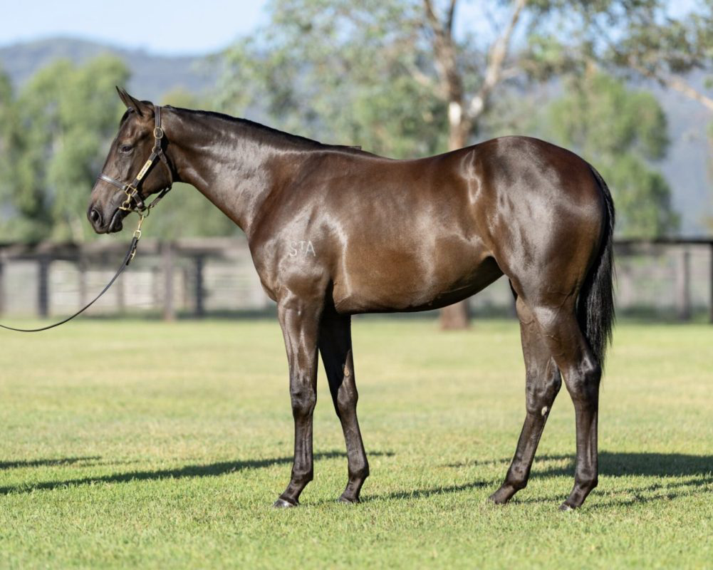 Why Do Animals Respond Calmly To A Trusted Psychic?
