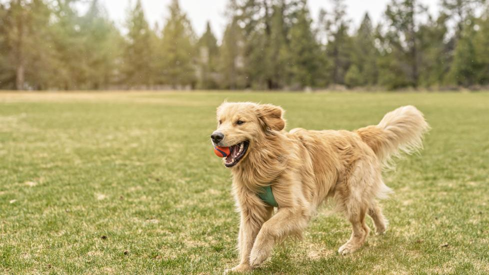 How Do Golden Retriever Puppies Adapt To New Homes