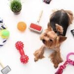 Why You Should Buy Pet Accessories Online for Your Pets