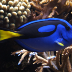 Why Tang Fish Need Stable Water Conditions To Thrive?