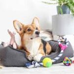 Buy Pet Accessories Online and Upgrade Your Pet’s Lifestyle
