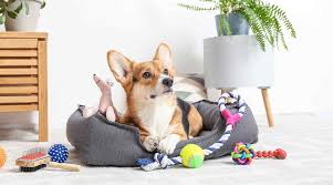 Buy Pet Accessories Online and Upgrade Your Pet’s Lifestyle