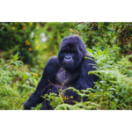 Gorilla Trekking Rwanda | Luxury & Budget Safaris