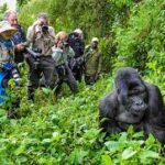 Gorilla Trekking Uganda | Best Wildlife Safaris & Tours