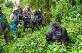 Gorilla Trekking Uganda | Best Wildlife Safaris & Tours