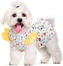 Dog Clothing Online: Combining Comfort, Style, and Protection