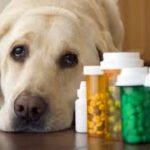Dog Skin Infection Medicine Tablet: Treating Canine Skin Problems Safely