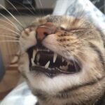 Cat Teeth Falling Out: Causes, Signs, and Solutions