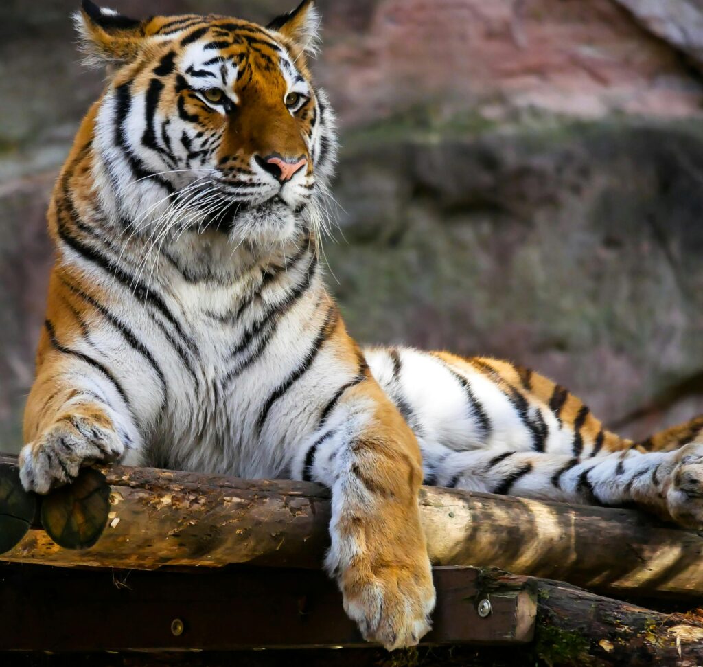 Ranthambore National Park & Tiger Reserve: India’s Iconic Wildlife Haven