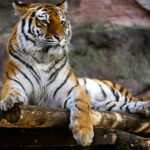 Ranthambore National Park & Tiger Reserve: India’s Iconic Wildlife Haven