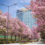 Luxury Flats In Bangalore