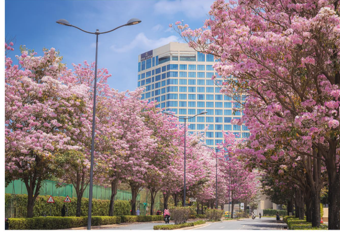 Luxury Flats In Bangalore