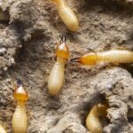 2026 Pest Control Reality Check: Why Broward County Homeowners Are Taking Termite Risks Seriously