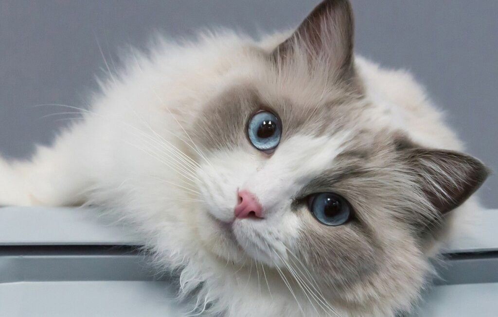 Ragdoll Kittens Near Me for Sale – Trusted Breeder in India | Khan Kittens