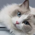 Ragdoll Kittens Near Me for Sale – Trusted Breeder in India | Khan Kittens