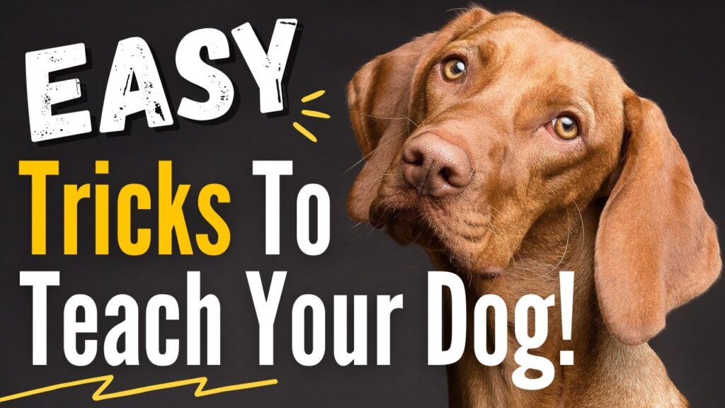 How to Teach Your Dog Tricks at Home the Right Way