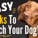 How to Teach Your Dog Tricks at Home the Right Way
