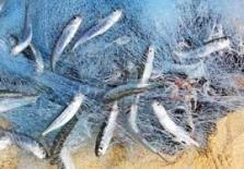 Different Types of Fishing Nets Explained | Reliable Fishing Net Manufacturers in India
