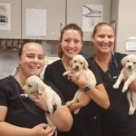 Top Veterinary Clinic Guide for Dogs, Cats, and Small Pets