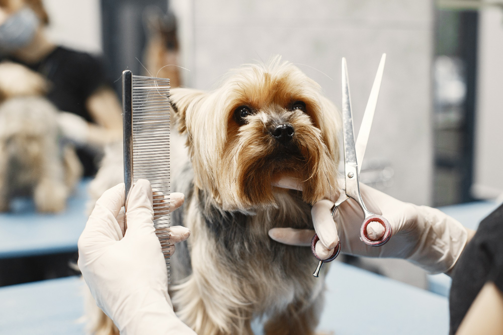 Top Pet Grooming Salons in Ruskin for Your Furry Friends