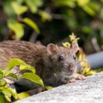 Pest Control Services Melbourne: Expert Rat Pest Control Melbourne & Pest Control Mount Evelyn