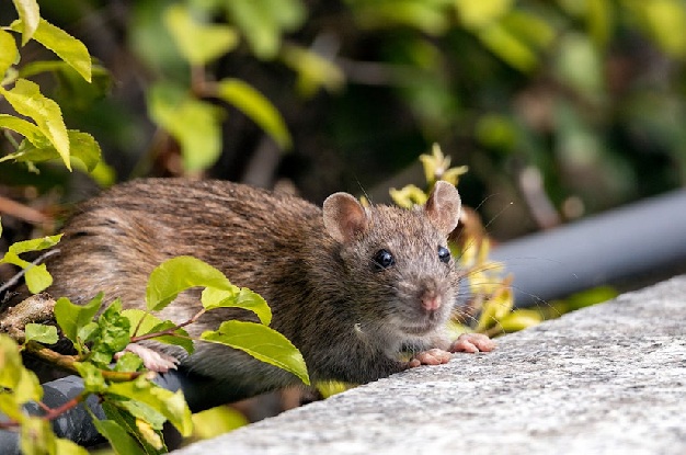 Pest Control Services Melbourne: Expert Rat Pest Control Melbourne & Pest Control Mount Evelyn