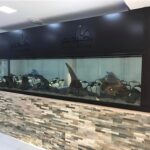 Professional Aquarium Services Near Me: Expert Care for Your Tank