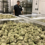 What Are The Best Ways To Store Marijuana Safely?