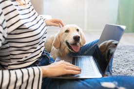 Pet Shop Online: How to Find the Best Products for Your Pet