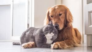 A Complete Guide to Healthy Aging