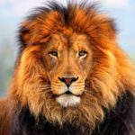 Kerala Wildlife Tours: Exploring the Untamed Beauty of God’s Own Country