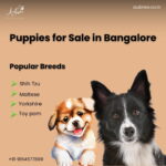 Find Your Perfect Companion: Premium Puppies for Sale in Bangalore at Aubree