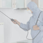 Rodent Control Singapore | Trusted Pest Management